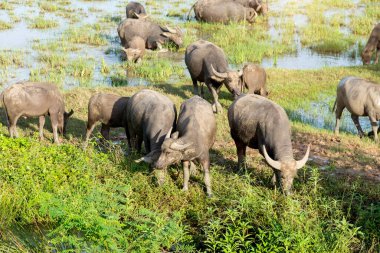 Water buffalo eating grass in field,Flocks of buffalo in the countryside Thailand.