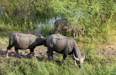 Water buffalo eating grass in field,Flocks of buffalo in the countryside Thailand.