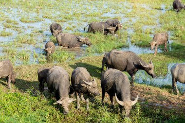 Water buffalo eating grass in field,Flocks of buffalo in the countryside Thailand.