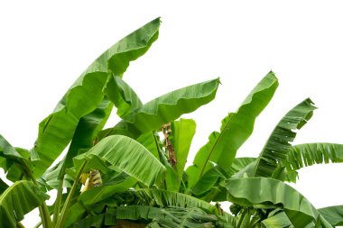 Grup büyük yeşil muz ışığında egzotik palmiye ağacının beyaz zemin üzerine bırakır. Tropikal bitki yaprakları görünür doku ile. Kirliliği ücretsiz simgesi. Yakın çekim, alanı Kopyala.