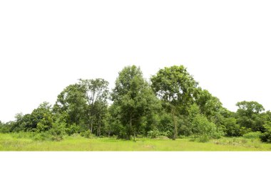  Yüksek çözünürlüklü bir görüntü, beyaz arka plan, yazın orman ve yapraklar, ağaçlar ve çalılar üzerinde izole edilmiş ağaç hattı.