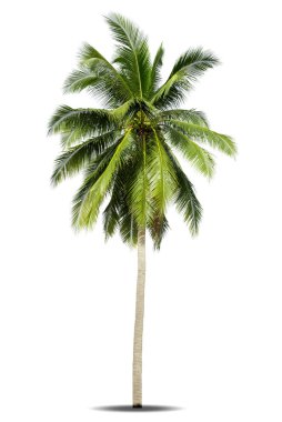 Beyaz arkaplanda izole edilmiş hindistan cevizi ağacı.