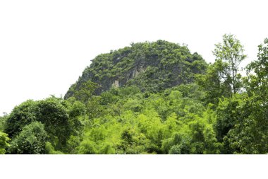View of mountain forest landscape under sunlight in the middle of the summer with  isolated on white background. 