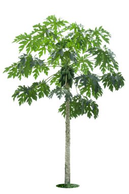 Papaya ağacı bahçe tasarımı için kırpma yolları olan beyaz arka planda izole edilmiş. Yetiştirilmesi kolay tropikal ekonomik ürünler, hızlı verim