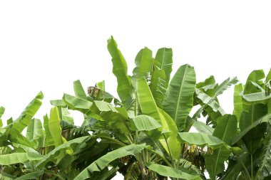 Grup büyük yeşil muz ışığında egzotik palmiye ağacının beyaz zemin üzerine bırakır. Tropikal bitki yaprakları görünür doku ile. Kirliliği ücretsiz simgesi. Yakın çekim, alanı Kopyala.