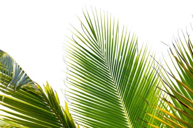 Beyaz arkaplanda izole edilmiş hindistan cevizi ağacı yaprakları, kırpma yolu dahil.