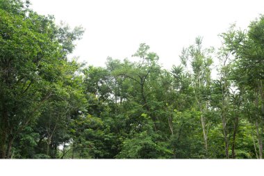  Yüksek çözünürlüklü bir görüntü, beyaz arka plan, yazın orman ve yapraklar, ağaçlar ve çalılar üzerinde izole edilmiş ağaç hattı.