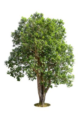 Beyaz Arkaplan 'da izole edilmiş ağaç. Büyük ağaç veritabanı Tayland' da Asya doğasının Botanik bahçe organizasyonu elementleri. Tasarım, reklam ve mimarlık için izole edilmiş tropikal ağaçlar.. 