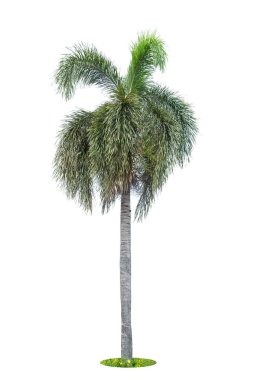 Palm, palm trees Isolated tree on white background , The collection of trees.Large trees are growing in summer, making the trunk big.