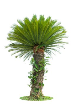 Beyaz arkaplanda izole edilmiş Cycad palmiye ağacı bahçe ve park dekorasyonu için kullanılıyor.