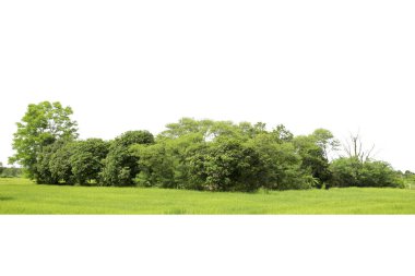 Trees, View of a High definition, Green trees isolated on white background, Forest and foliage in summer, Row of trees and shrubs.