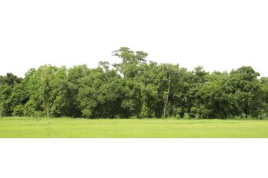 Trees, View of a High definition, Green trees isolated on white background, Forest and foliage in summer, Row of trees and shrubs.