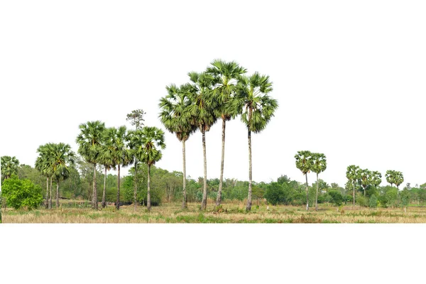 Arbres Palmiers Sucre Ligne Isolée Sur Fond Blanc — Photo