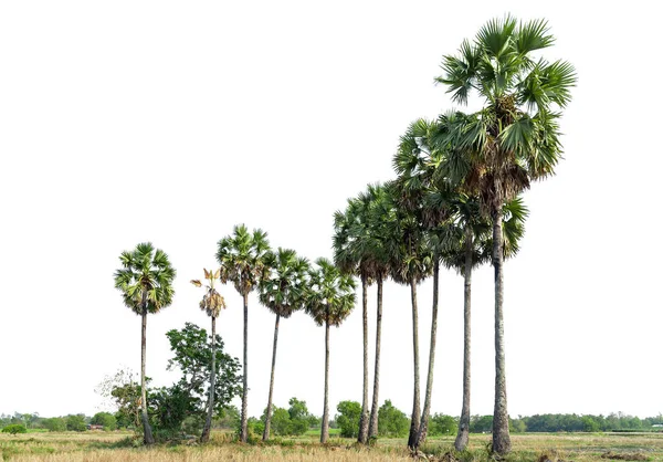 Arbres Palmiers Sucre Ligne Isolée Sur Fond Blanc — Photo