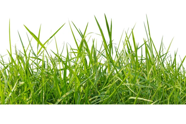 Isolerat Grönt Gräs Vit Bakgrund Närbild — Stockfoto