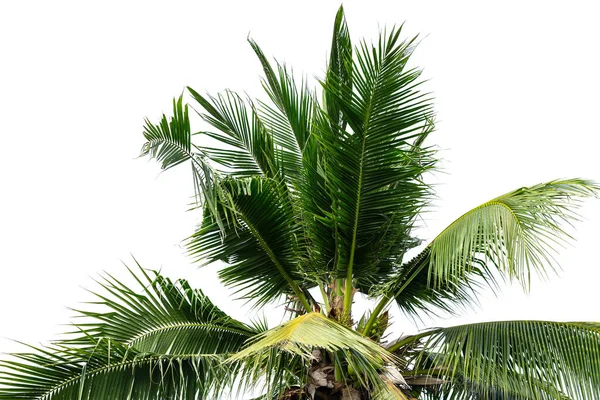 Leaves Coconut Tree Isolated White Background Clipping Path Included — Stock Photo, Image