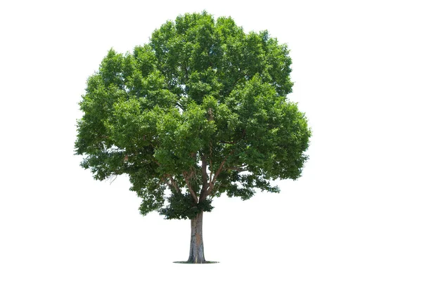 Ізольовані Зелені Дерева Білому Тлі Дерева Ізольовані Білому Тлі Тропічні — стокове фото