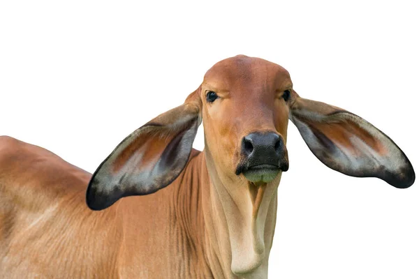 Koeienkalf Portret Geïsoleerd Witte Achtergrond — Stockfoto