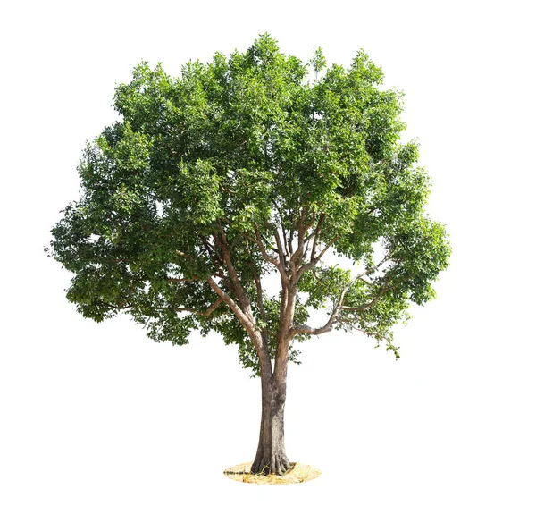 Isolated Tree White Background Large Tree Database Botanical Garden Organisation — 스톡 사진