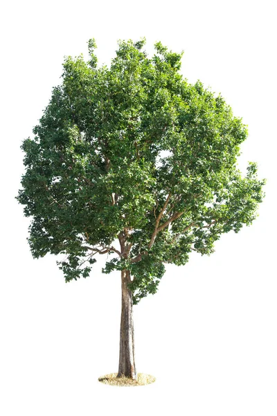 Odizolowane Drzewo Białym Tle Duża Baza Danych Drzew Ogrody Botaniczne — Zdjęcie stockowe