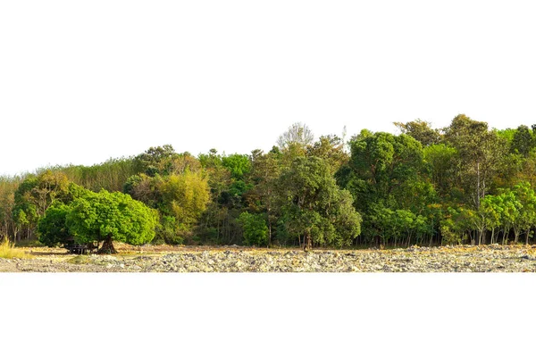 Вид Дерево Высокой Четкости Изолированное Белом Фоне Зеленые Деревья Лес — стоковое фото