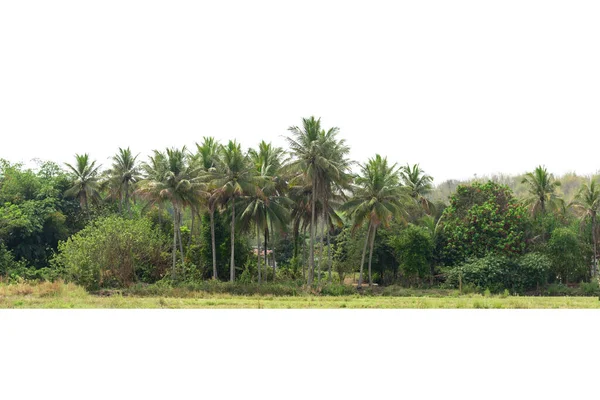 Linia Drzew Kokosowych Izolowanych Białym Tle — Zdjęcie stockowe