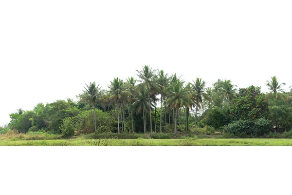 Aliniați Copacul Nucă Cocos Izolat Fundal Alb — Fotografie, imagine de stoc
