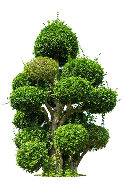 Albero Tako Piegatura Isolare Sfondo Bianco Albero Bonsai Ebano Elemento — Foto Stock