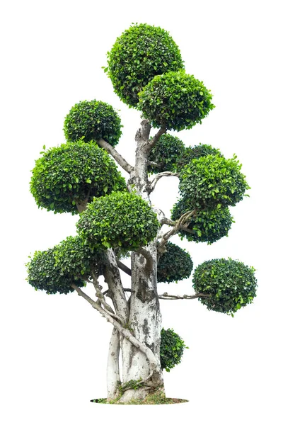 Tako Baum Biegen Auf Isoliertem Weißem Hintergrund Bonsai Ebenholz Element — Stockfoto