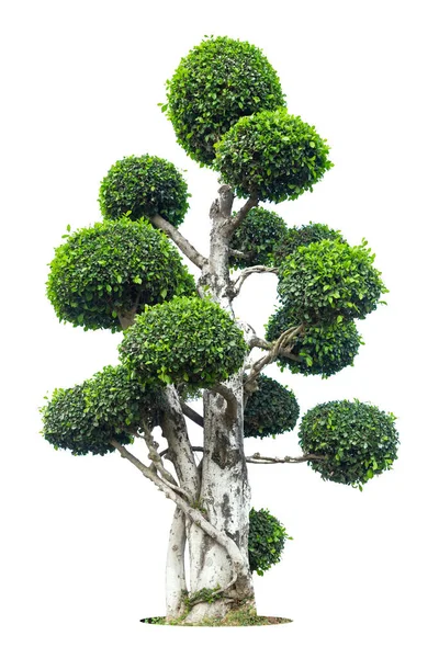 Albero Tako Piegatura Isolare Sfondo Bianco Albero Bonsai Ebano Elemento — Foto Stock