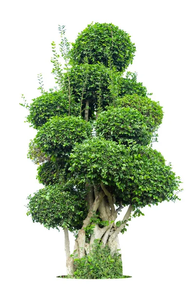 Tako Strom Ohýbání Izolovat Bílé Pozadí Bonsai Eben Prvek Strom — Stock fotografie