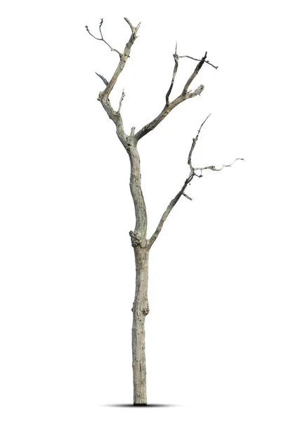 Mrtvý Strom Výstřižkem Cesta Izolované Bílém Pozadí — Stock fotografie