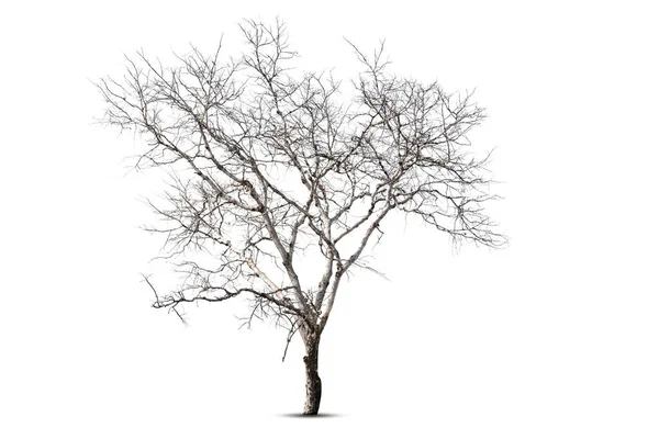 Singolo Albero Vecchio Morto Isolato Sfondo Bianco — Foto Stock