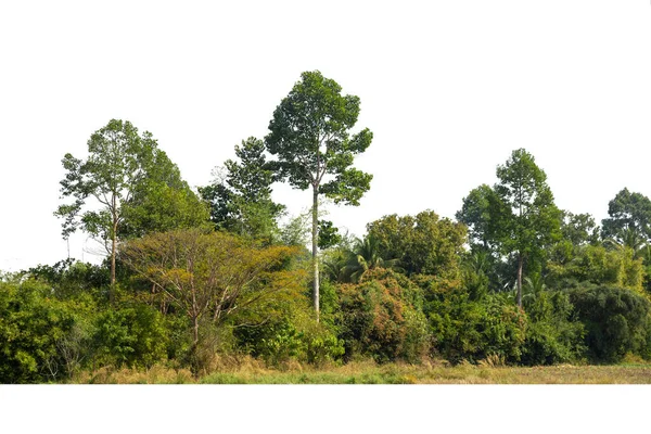 白地に隔離された高精細ツリーの眺め 夏の緑の木々 森と葉 — ストック写真