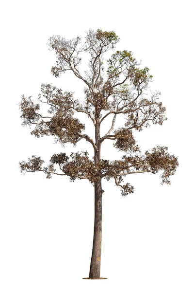Νεκρό Δέντρο Μονοπάτι Αποκοπής Απομονωμένο Λευκό Φόντο — Φωτογραφία Αρχείου