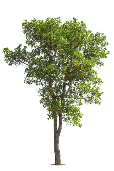 Albero Verde Isolato Sfondo Bianco Alberi Isolati Sfondo Bianco Alberi — Foto Stock