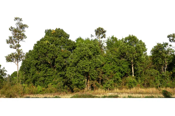 在白色背景 森林和树叶上隔离的高清晰度树的景观 — 图库照片
