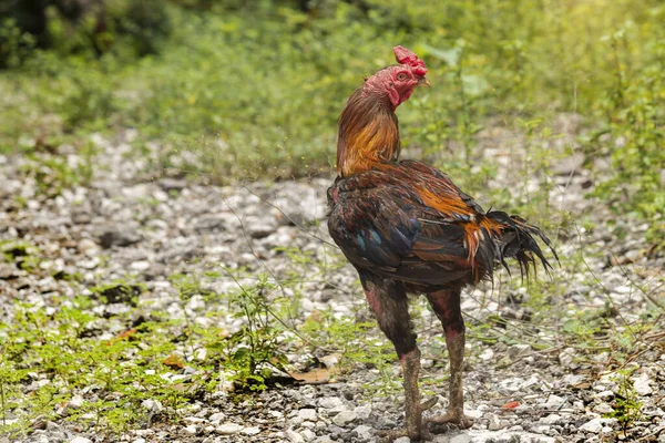 Lucha Polla Caminando Suelo Campo — Foto de Stock