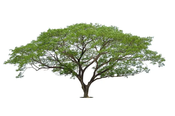 Beyaz Zemin Üzerinde Izole Edilmiş Yeşil Ağaç Beyaz Zemin Üzerinde — Stok fotoğraf