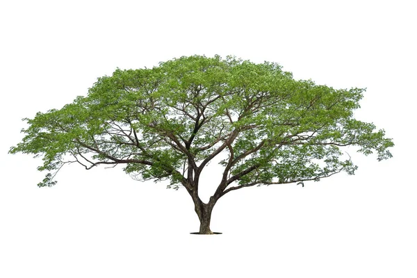 Árbol Verde Aislado Sobre Fondo Blanco Árboles Aislados Sobre Fondo —  Fotos de Stock