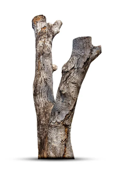 Dead Tree Stump Tree Old Timber Piece Dry Tree Branch — Stockfoto
