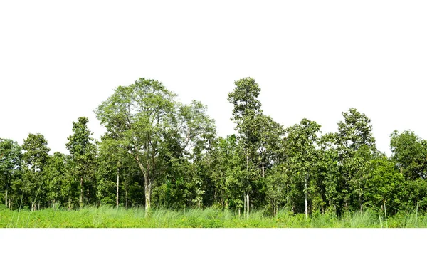 Groep Bomen Geïsoleerd Witte Achtergrond — Stockfoto