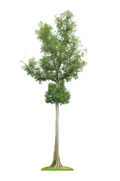 Izole Büyük Ağaç Beyaz Background Large Üzerinde Tasarım Reklam Mimarlık — Stok fotoğraf