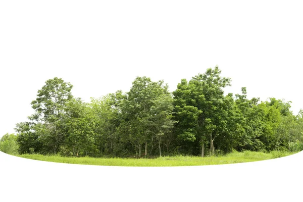 Kilátás Nagyfelbontású Treeline Elszigetelt Fehér Háttér Erdő Lombozat Nyáron Során — Stock Fotó