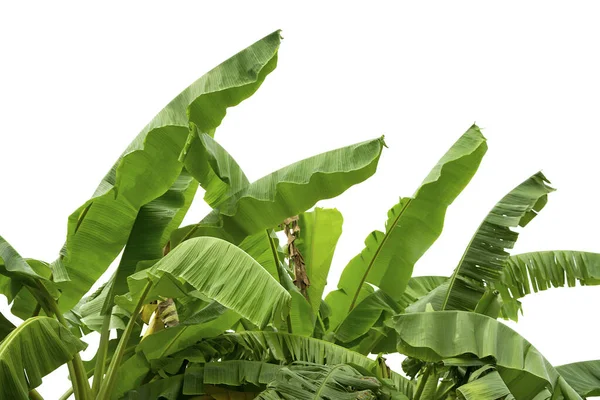 Grup büyük yeşil muz ışığında egzotik palmiye ağacının beyaz zemin üzerine bırakır. Tropikal bitki yaprakları görünür doku ile. Kirliliği ücretsiz simgesi. Yakın çekim, alanı Kopyala.