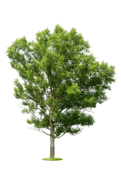 Bomen Geïsoleerd Witte Achtergrond Tropische Bomen Geïsoleerd Voor Ontwerp Reclame — Stockfoto