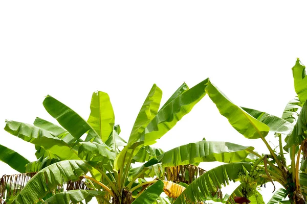 Grupo Grandes Hojas Plátano Verde Palmera Exótica Bajo Sol Sobre — Foto de Stock