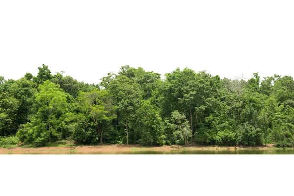 Vista Una Alta Definición Línea Árboles Aislada Sobre Fondo Blanco —  Fotos de Stock