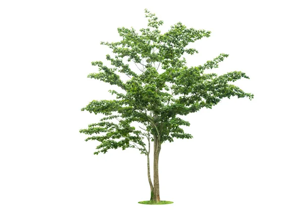 Isoliert Großer Baum Auf Weißem Background Large Bäume Datenbank Botanischer — Stockfoto