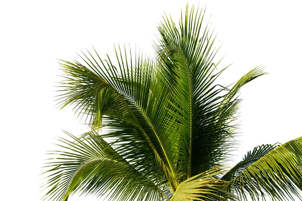 Leaves Coconut Tree Isolated White Background Clipping Path Included — Stock Photo, Image